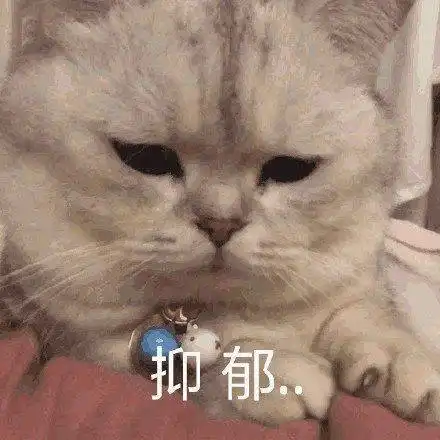 母猪图片表情包你说