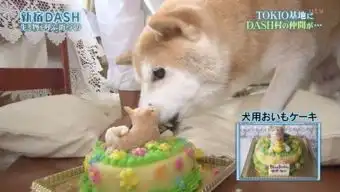 柴犬表情为什么火