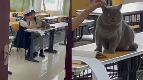 男子猫咪走丢找遍学校,发现正和学妹玩得开心,看到主人表情亮了