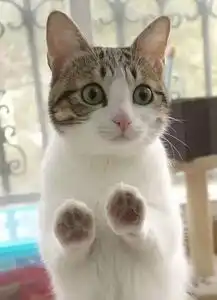 憋笑的表情包小熊猫