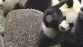 暖心了,可爱熊猫baby萌萌哒
