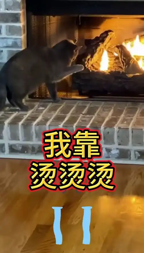 猫好奇心害死猫