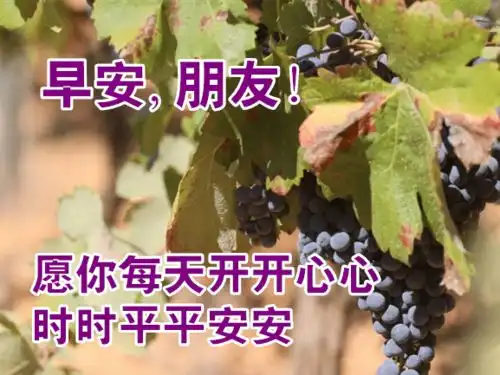 早上好动态图片表情带字和鲜花,早安问候语配动态图片