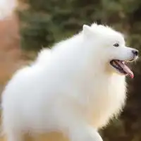 可爱萌宠萨摩耶犬qq头像,小萨摩耶犬图片大全