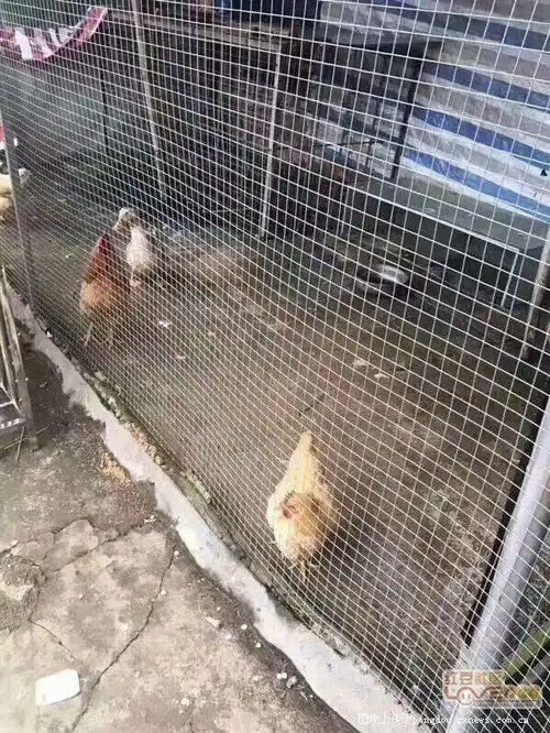 简直没眼看这个奇葩动物园火了这样骗人良心真的不会痛吗