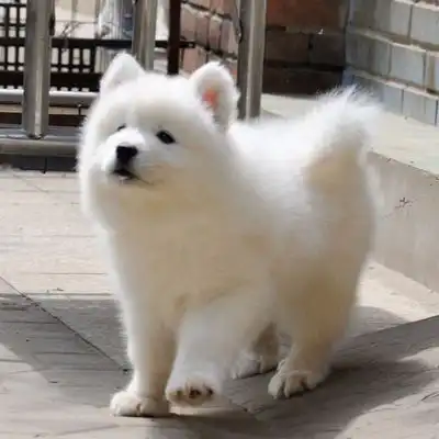 图萨摩耶犬培育基地高端萨摩耶宝宝成都宠物狗