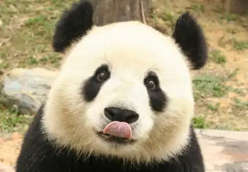 泪流满面表情包熊猫老虎