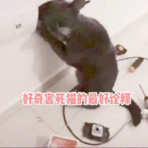 好奇害死猫猫动物搞笑