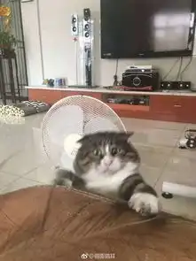 主人逗猫时拍下的照片,果然养猫后表情包都不缺了