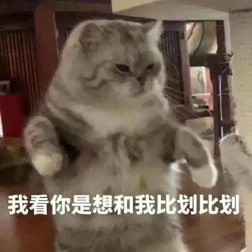 一些奇奇怪怪的猫猫表情包11
