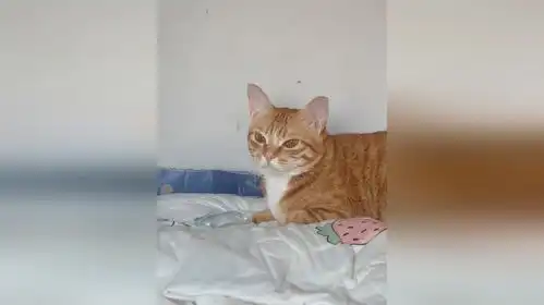 猫咪被洋葱呛出眼泪,一脸委屈表情像极了林黛玉