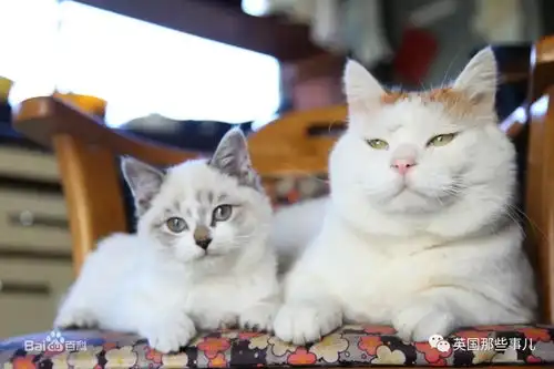 猫叔回猫星了它世无争的幸福表情,治愈了无数网友com