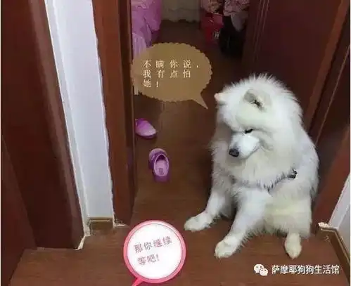 嗷嗷叫的表情包主人
