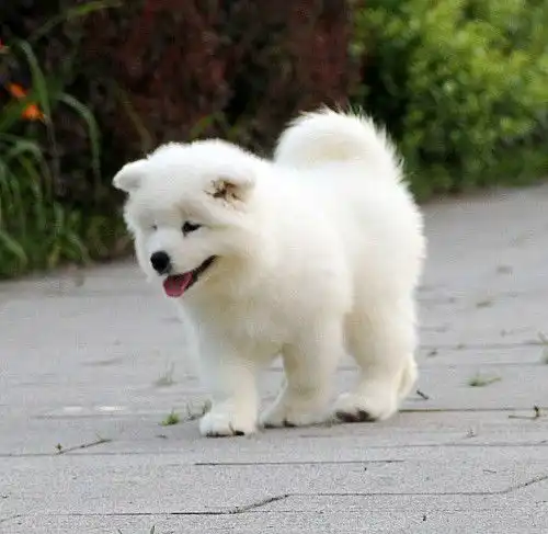 图cku注册五星级犬舍双血统萨摩耶可上门挑选成都宠物狗