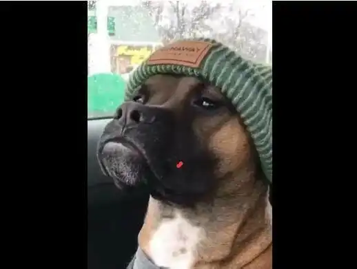 狗狗头戴个性帽子,傲慢表情像某明星,大家猜像谁