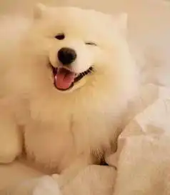养狗之后,发现父母都意外找到了亲生孩子