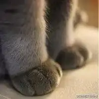 猫头像男生专用版高冷伤