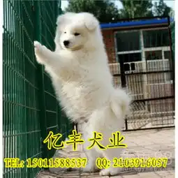 纯种萨摩耶澳版萨摩耶多少钱三个月包退换-黄页88网