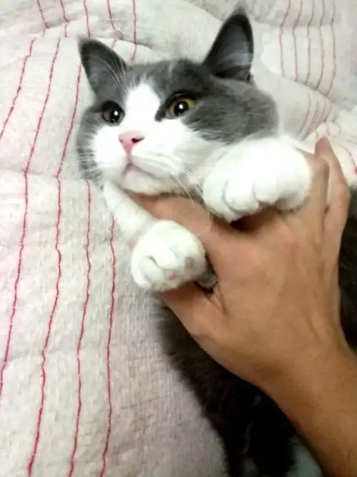 男子抠完脚把手放到猫咪嘴里,猫咪狂咬一番后,脸上表情笑抽人