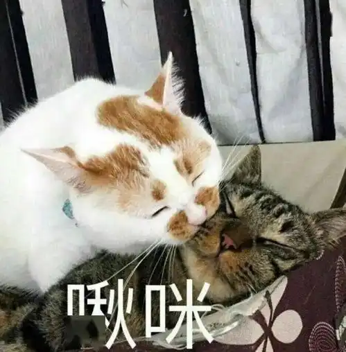 双十一又要到了,有哪些买了就后悔的猫咪用品需要避坑