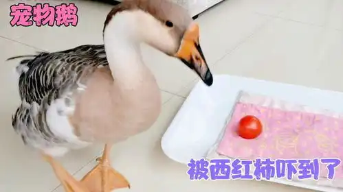 村霸宠物鹅竟然被一个西红柿吓得不敢上床睡觉了,这表情萌翻了