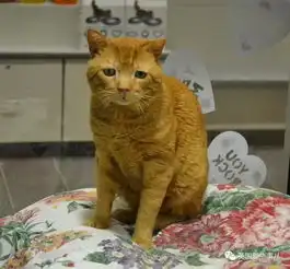 时闻丨满脸悲伤的橘猫的幸福生活