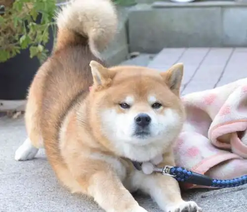 日本的这只柴犬十分可爱,拍照的时候还学会摆pose了