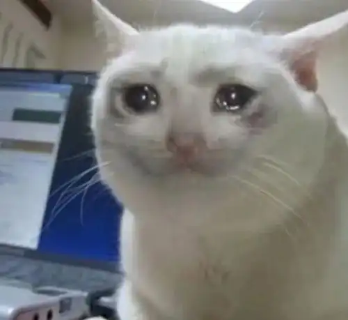 没有流泪猫猫头的表情包库不是完美的表情包库