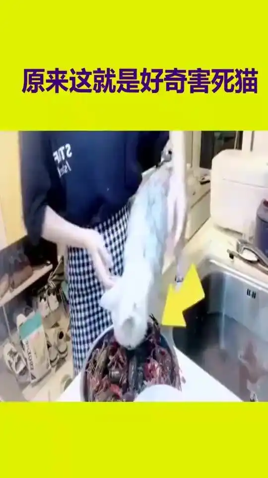 原来这就是好奇害死猫