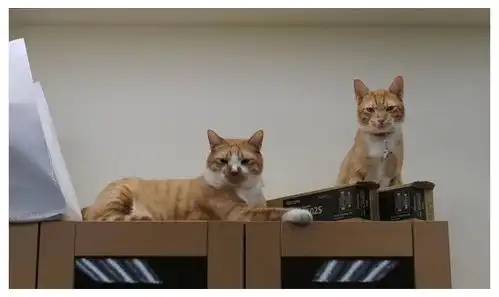 主人的脚到底是有多臭,猫咪都被熏成表情包了