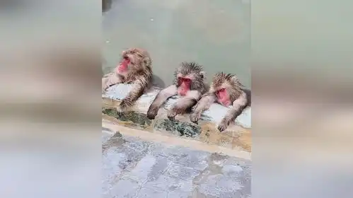 猴子集体泡温泉,表情很享受网友活的还不如猴