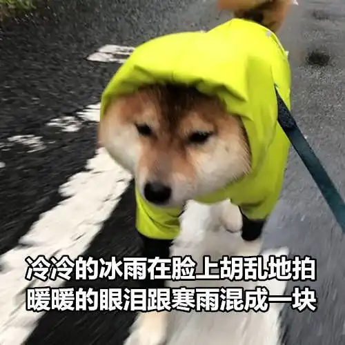 冷冷的冰雨在脸上胡乱地拍,暖暖的眼泪跟寒雨混成一块单身狗七夕专属表情包七夕单身狗汪星人表情