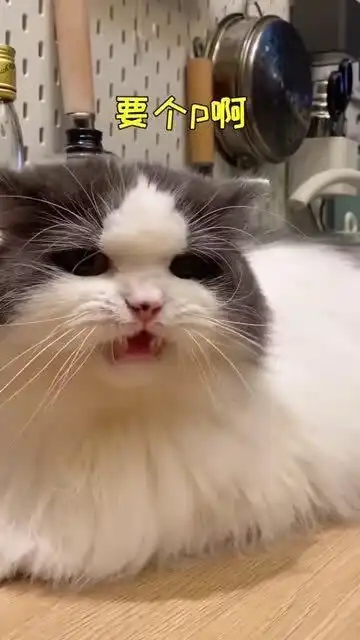 猫咪的后jio真的是禁区吗感冒鼻塞才敢做的测试,我太难了