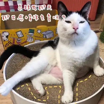 猫咪撩妹表情包你是我见过女孩子中最美又最可爱的一个