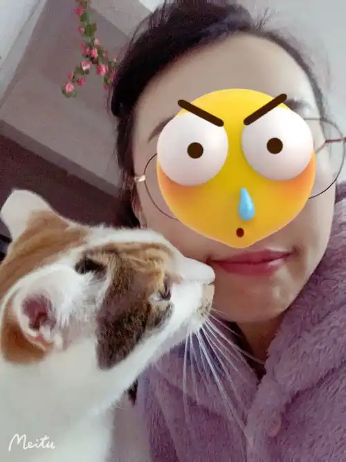揭秘钢铁直男如何爱上小猫咪