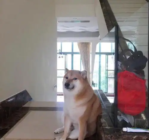 网络知名柴犬cheems去世,网友原来用的表情包是它