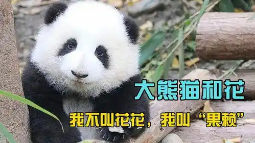 大熊猫和花,没有脖子小短腿,不喜欢叫花花偏偏要叫果赖