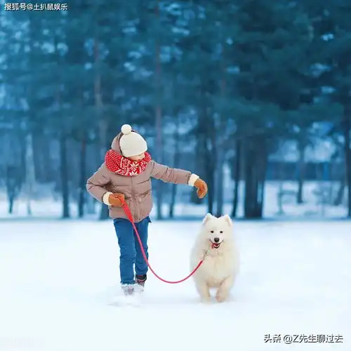 雪橇三傻之一萨摩耶