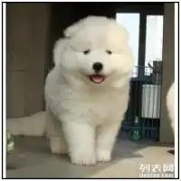 成都哪里有萨摩耶买卖出售成都萨摩耶成都纯种萨摩耶