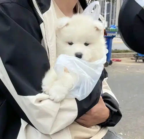 网友养了一只小萨摩,没几个月就狗子妈妈你抱我没有以前舒服了
