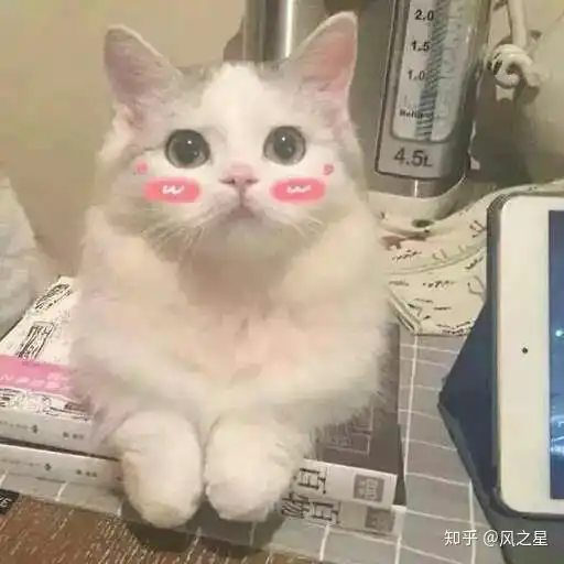 搞怪猫咪头像男生