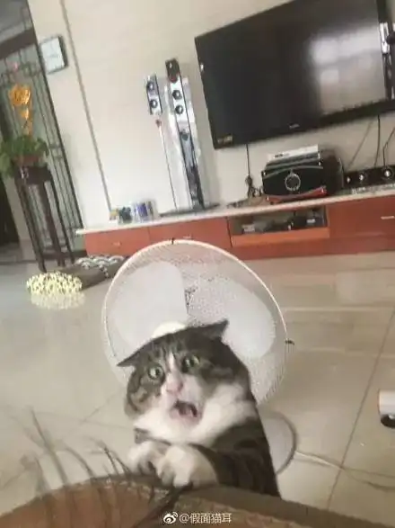 主人拍下逗猫时画面,第一张,我就直接喷饭了...