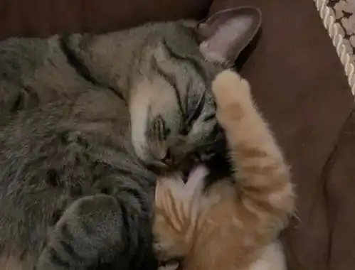 橘猫失去伙伴后,整日以泪洗面,只希望能再见伙伴一面