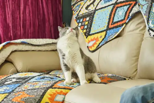饲猫少年的业余生活和他的欧拉白猫