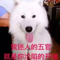 萨摩耶骗吃骗喝1个月吃穷交警队,十几人认领,见谁都跟着走