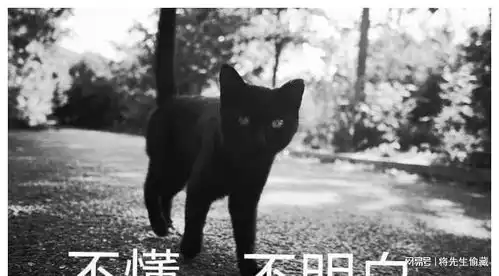 俺妹黑猫表情包朱可夫