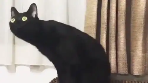 黑猫第一次听交响乐,它应该不知道自又贡献了一波表情包吧视频