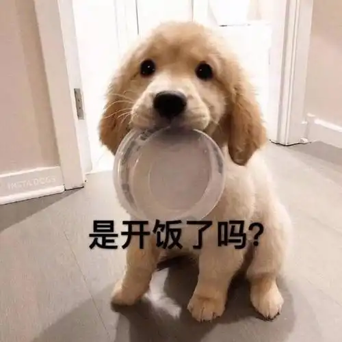呲牙笑的狗狗表情包