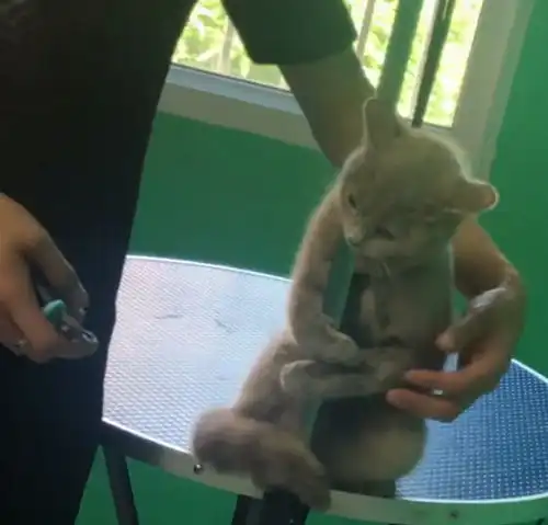 男生抱猫咪头像图片宠物
