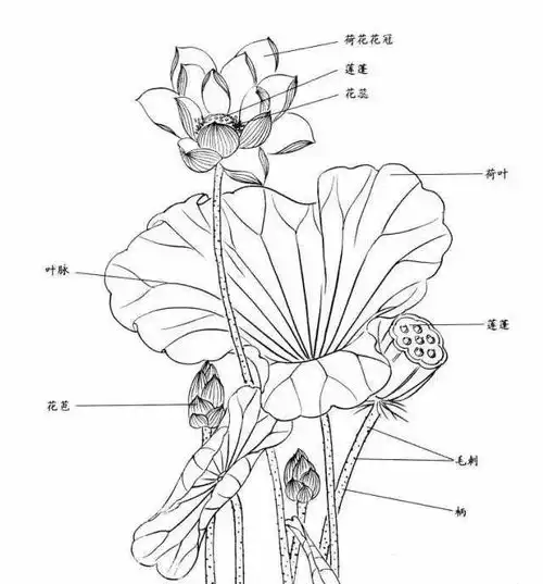 简单易学的白描荷花教程